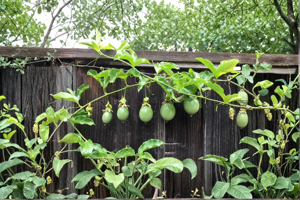 Purple Passion Fruit Cuttings 10 Pack 12" Tropical Vine Passiflora edulis Edible Fruit Ornamental Flowers