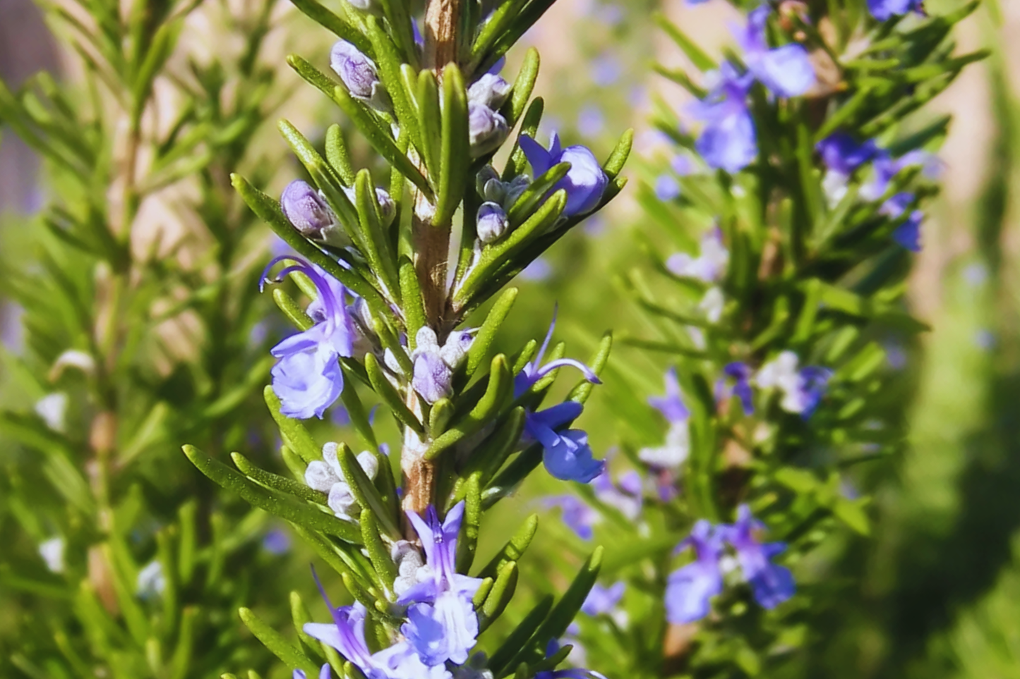 Rosemary Seeds | Rosmarinus officinalis | Evergreen Culinary Herb for Garden & Containers