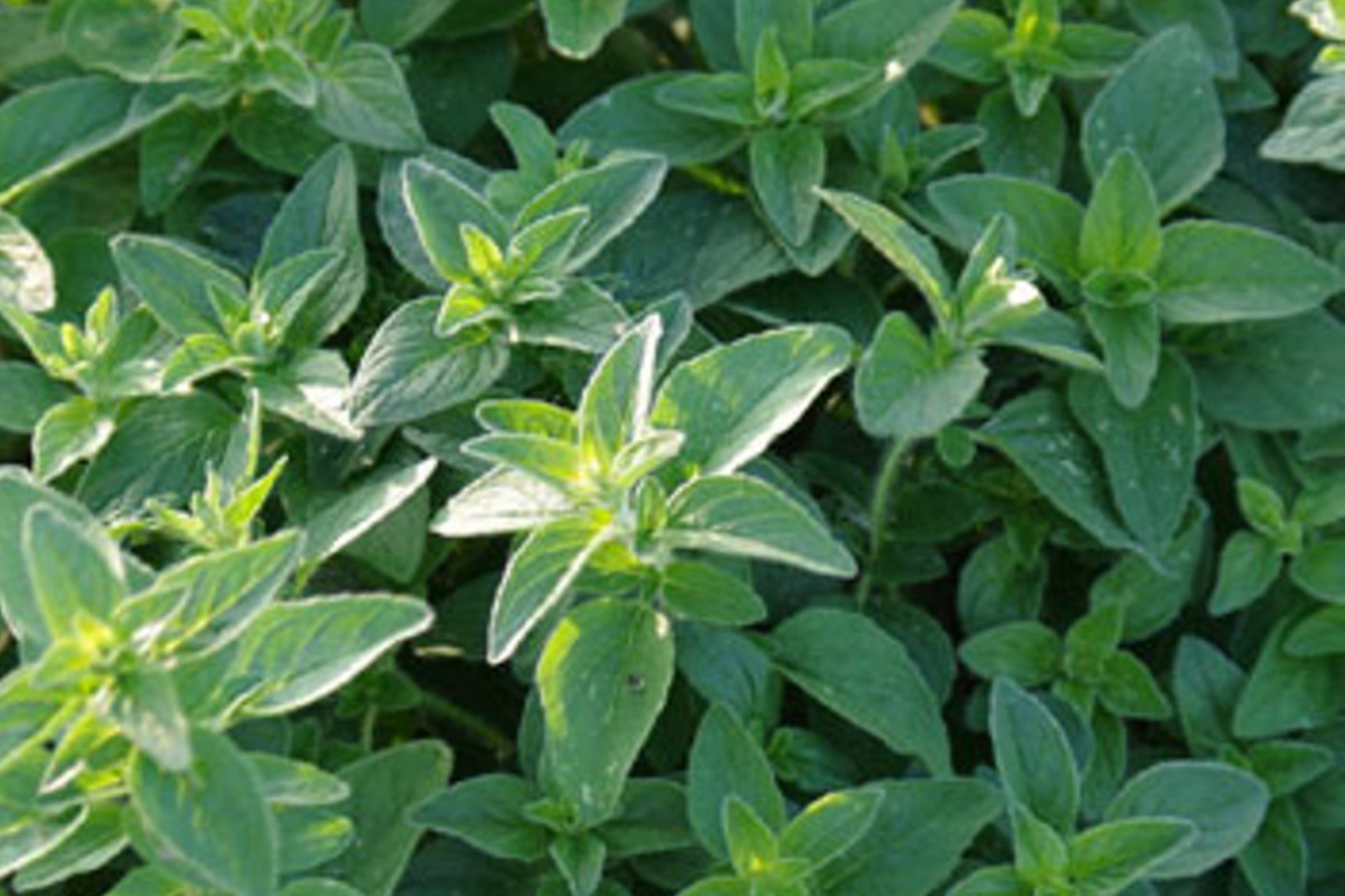 Italian Oregano Seeds - Non-GMO Culinary Herb for Kitchen Garden, Origanum vulgare
