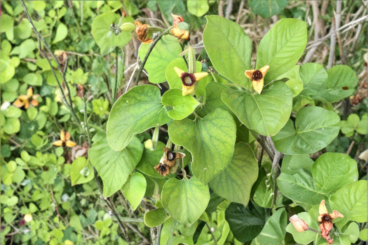 Woolly Dutchman’s Pipevine Seeds - Aristolochia tomentosa - Native Perennial Climber for Pollinator Gardens (10 Seeds)