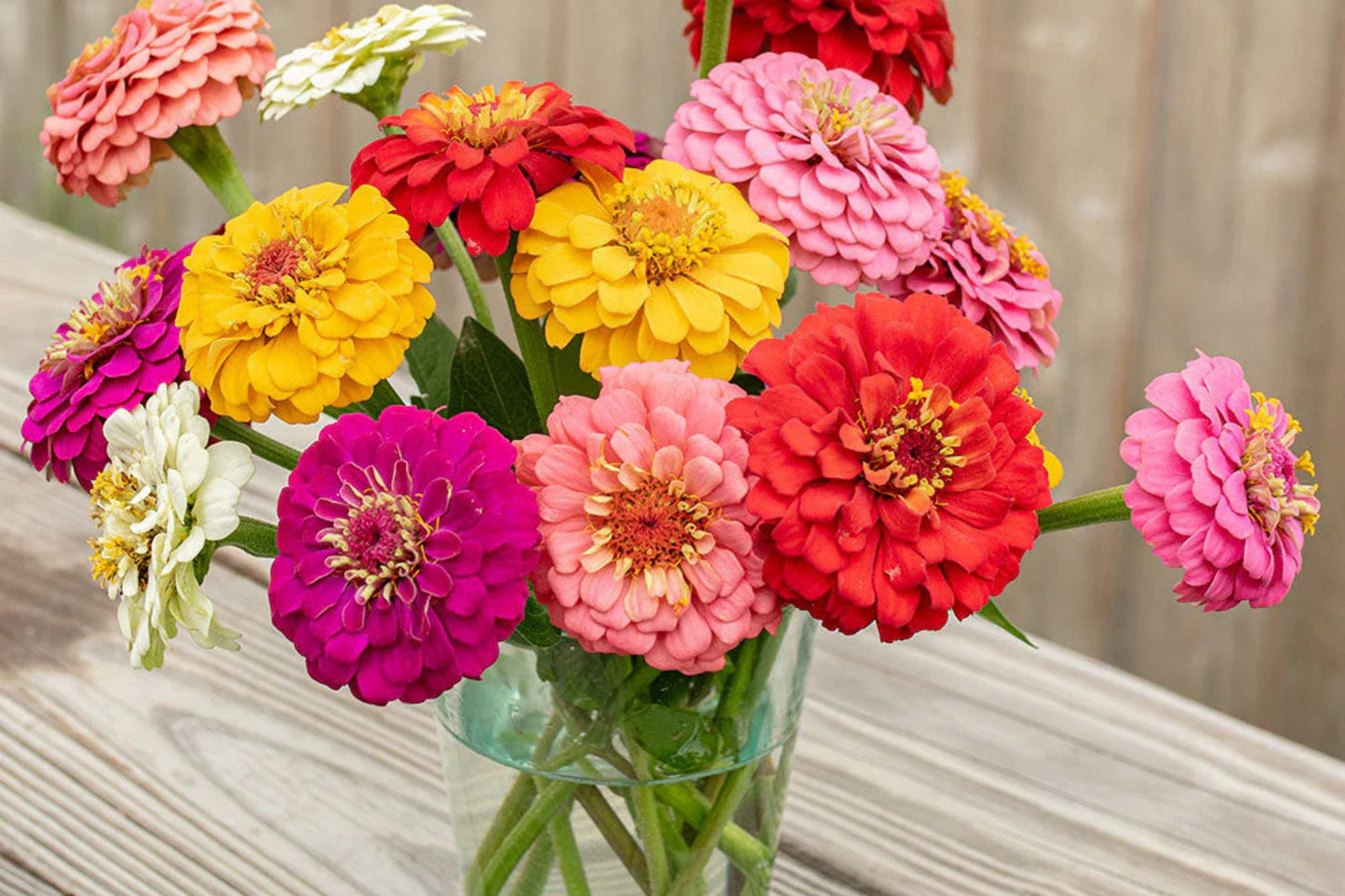 Oklahoma Mix Zinnia Seeds – Heirloom Double Blooms for Cut Flowers & Pollinator Gardens, Zinnia elegans, 100+ Seeds
