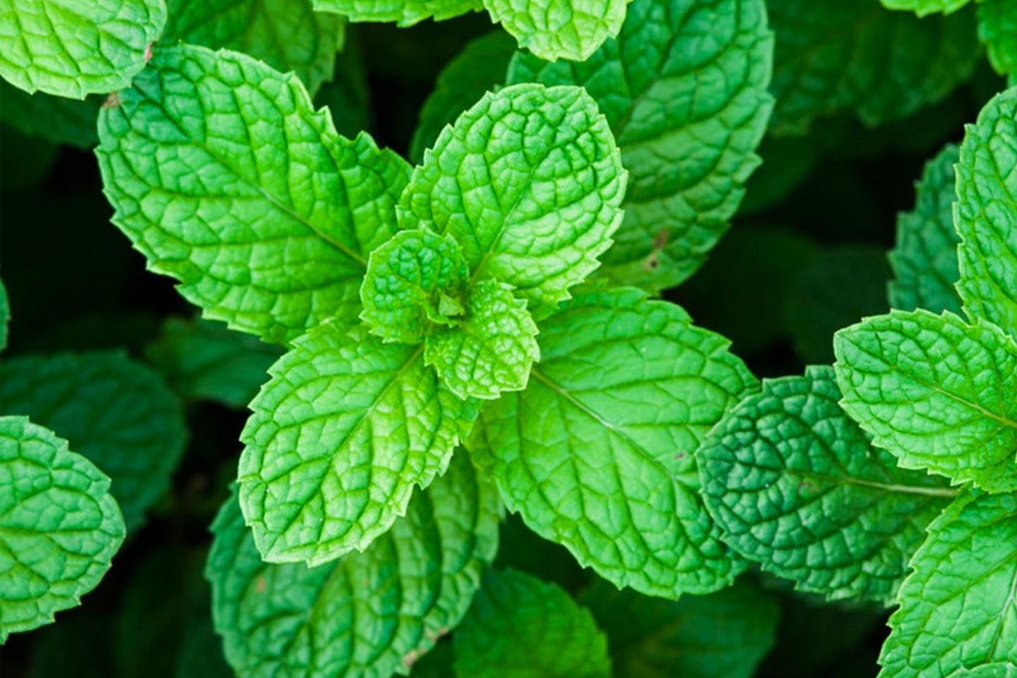 Peppermint Seeds | Organic NON-GMO Perennial Herb | Mentha × piperita