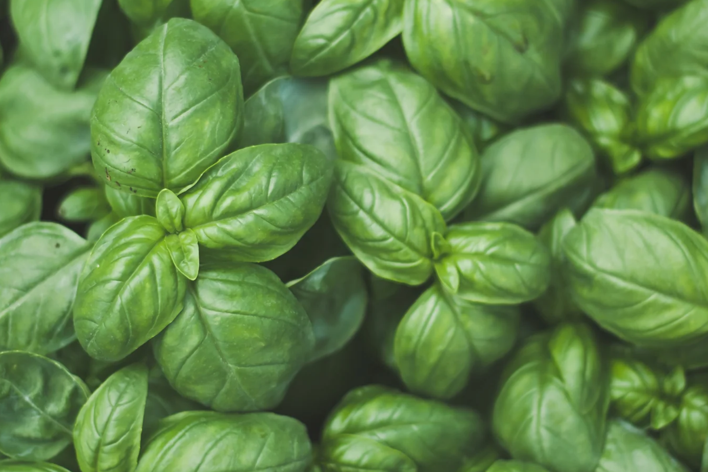 Genovese Basil Herb Seeds | Sweet Basil Non-GMO Seeds | Ocimum basilicum