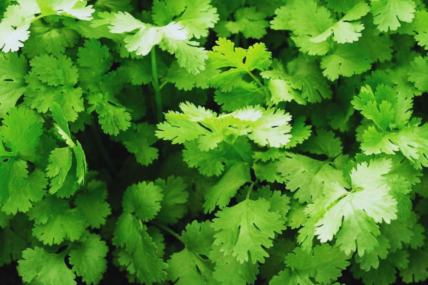 Organic Cilantro Seeds - 150+ Non-GMO Slow Bolt Variety - USA Grown