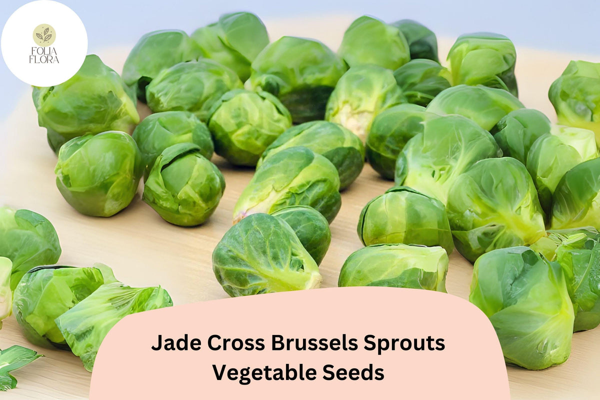 500+ Jade Cross Brussels Sprouts Seeds – Compact, High-Yield, Cold-Hardy Hybrid Variety