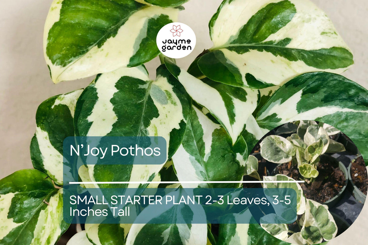 N’Joy Pothos Starter Plant 2-3 Leaves Variegated Indoor Vine Epipremnum aureum ‘N’Joy’ Compact Houseplant for Home & Office