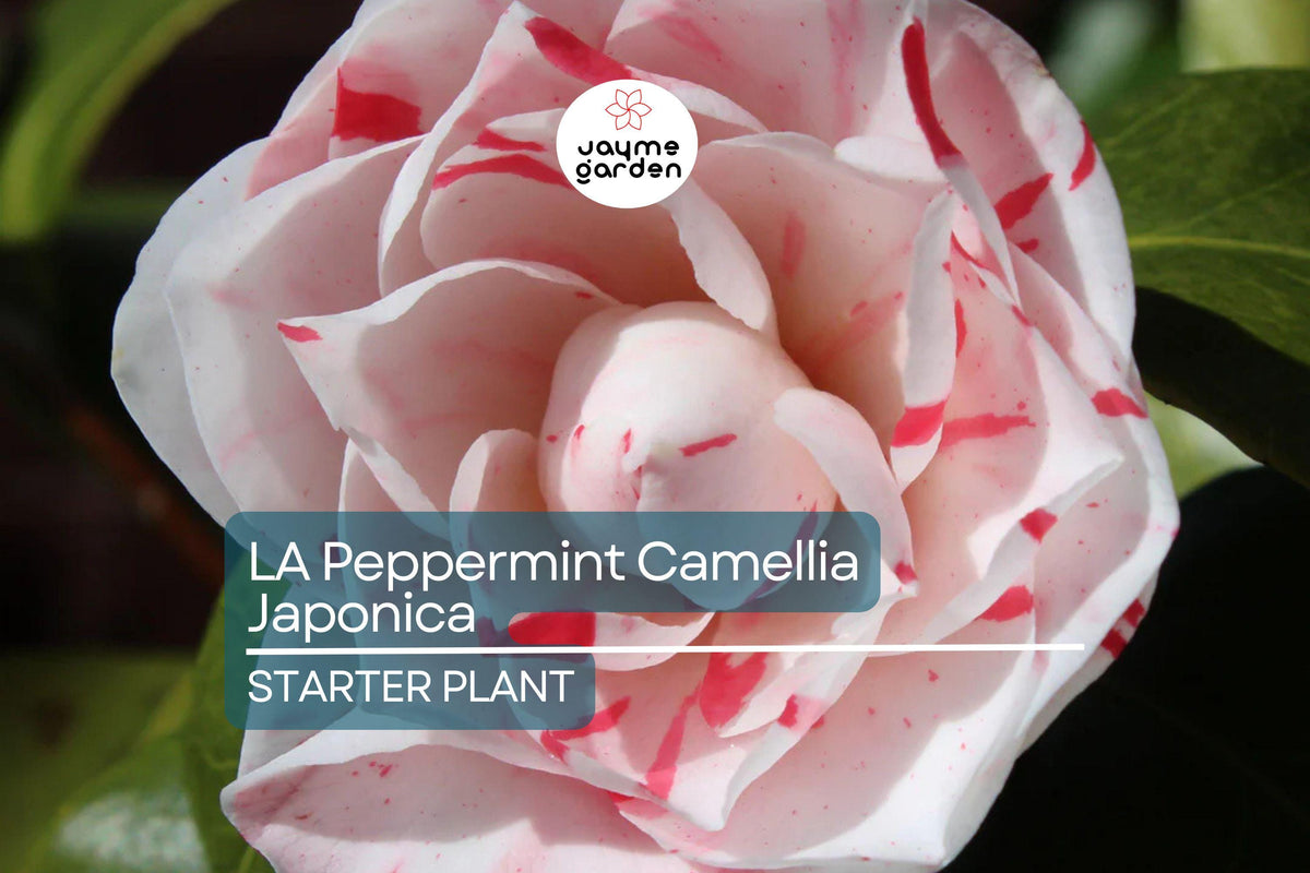 LA Peppermint Camellia Starter Plant (4L) | Fragrant Double Blooms | Evergreen Shrub for Shade | Camellia japonica 'LA Peppermint'