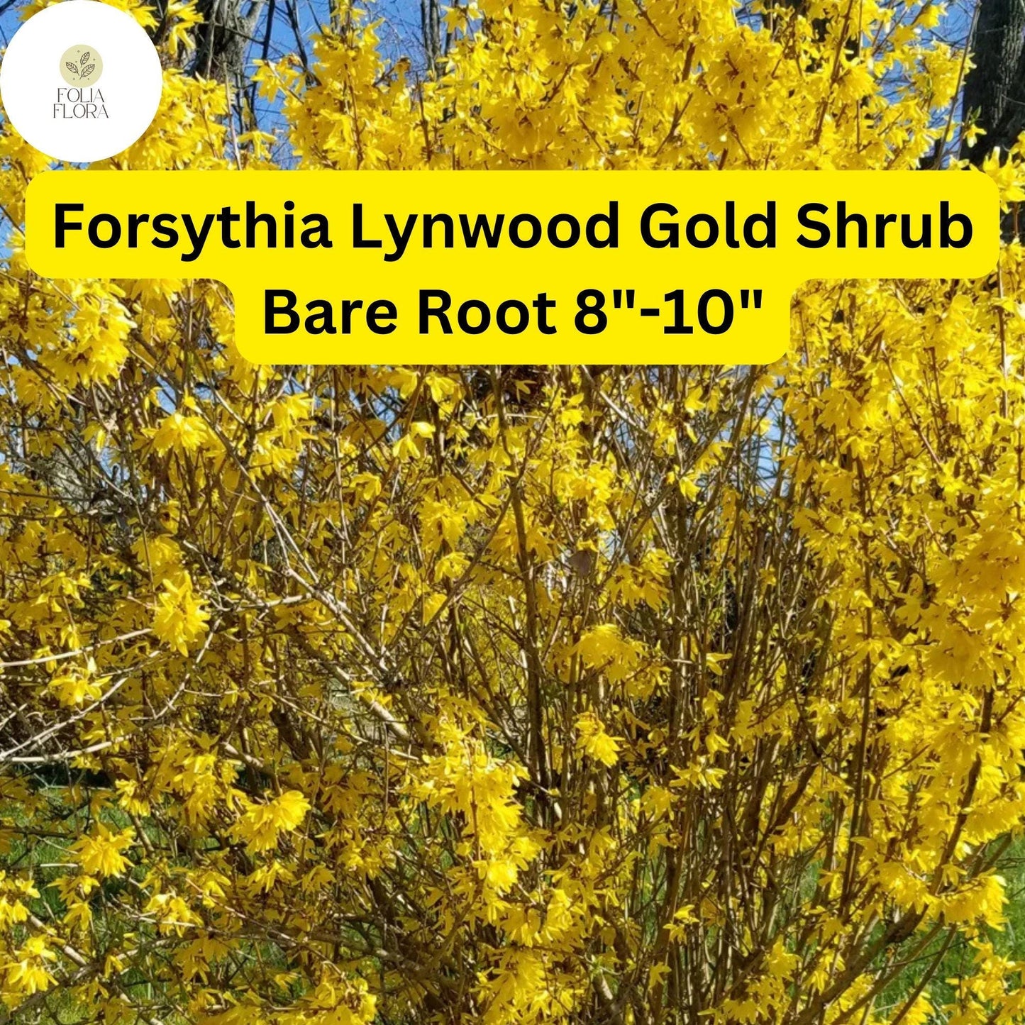 Forsythia x intermedia Lynwood Gold Shrub - 8-10" Live Bare Root Plant for Zones 4-9