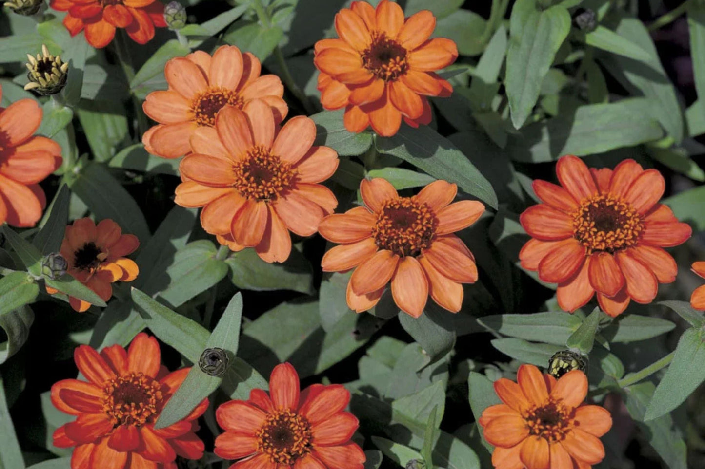 Profusion Apricot Zinnia Seeds – 100 Heirloom Flower Seeds, Drought-Tolerant, Pollinator & Cut Flower Garden, Zinnia elegans
