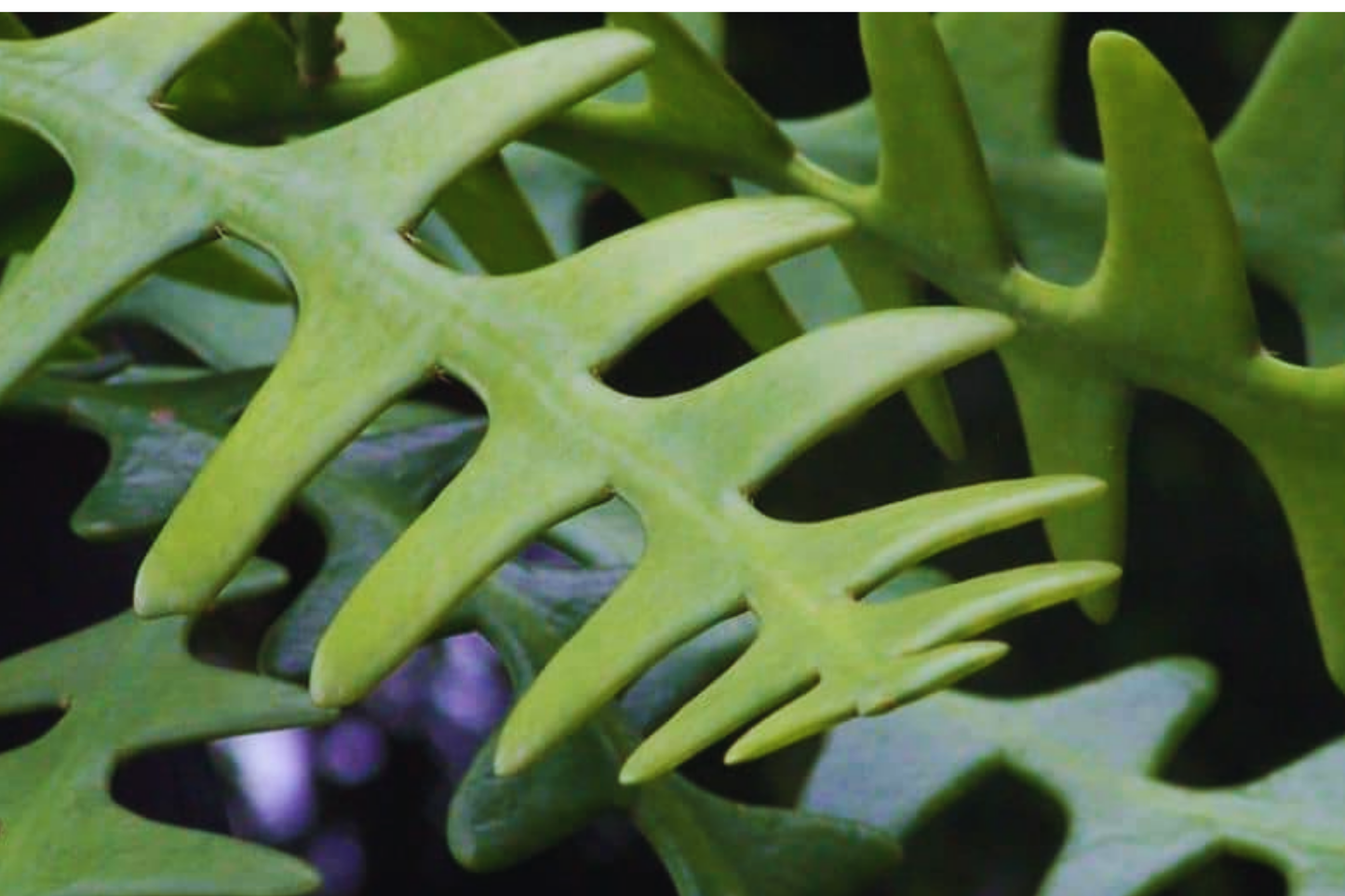 Ric Rac Cutting - 2 Pack | Cryptocereus Anthonyanus Orchid Cactus