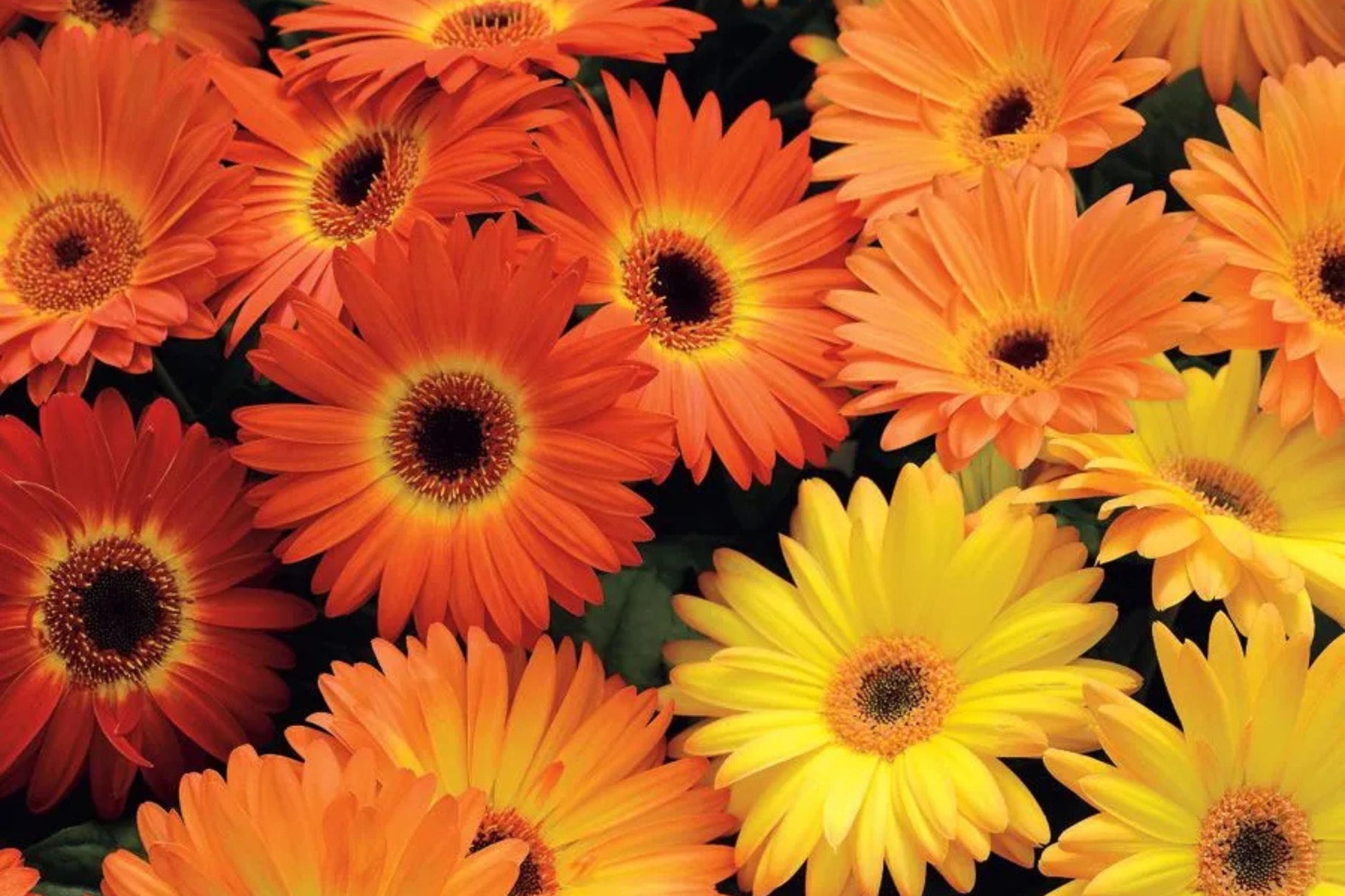 Majorette Gerbera Daisy Seeds – 200+ Dwarf Gerbera jamesonii, Vibrant 3-4" Blooms, Pollinator & Container Garden Seeds