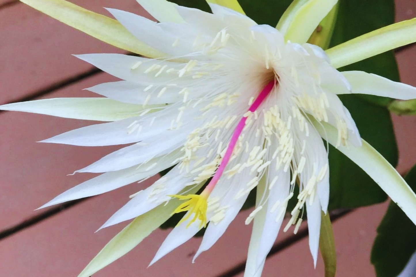 Epiphyllum Hookeri Strictum Cutting | Orchid Cactus Succulent with White Flowers