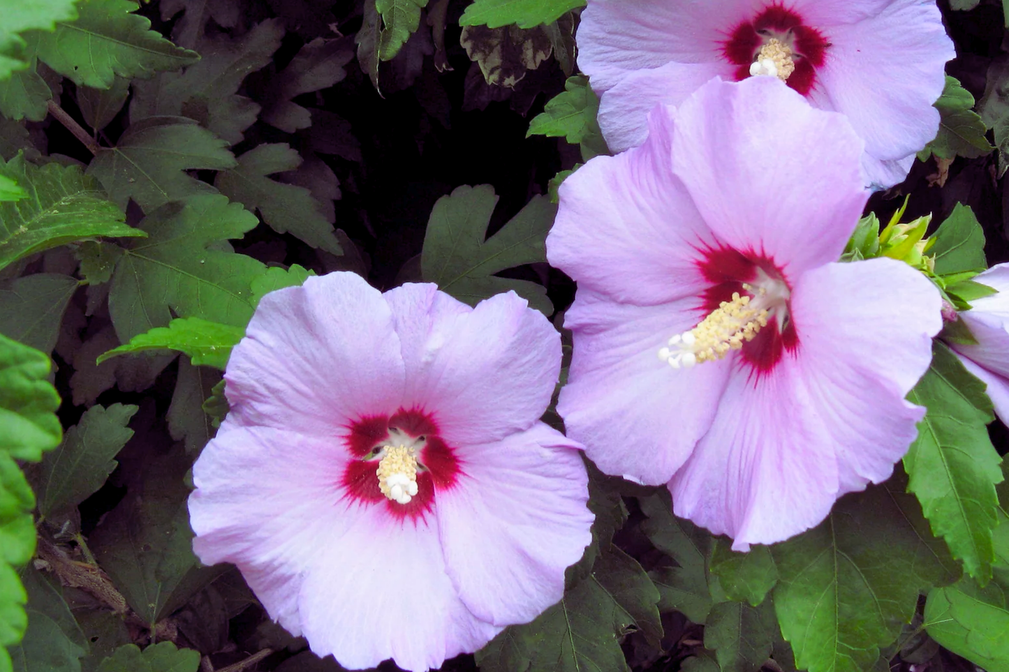 Unrooted Cuttings Rose-of-Sharon Lavender Double Hibiscus syriacus 5 Pack