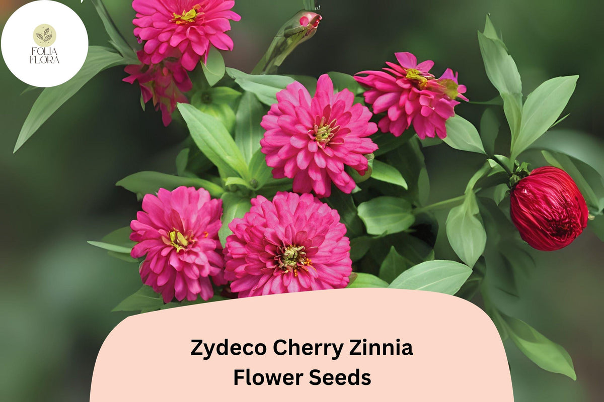 Zydeco Cherry Zinnia Seeds - 100+ Heirloom Non-GMO Red Blooms (Zinnia elegans) for Pollinator Gardens and Cut Flowers