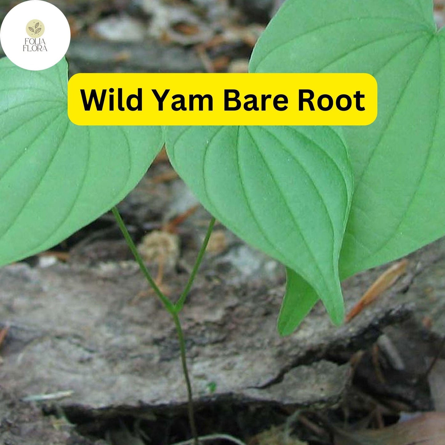 5 Bare Root Wild Yam Plants - Organic Perennial Vine Dioscorea villosa for Gardens & Trellises