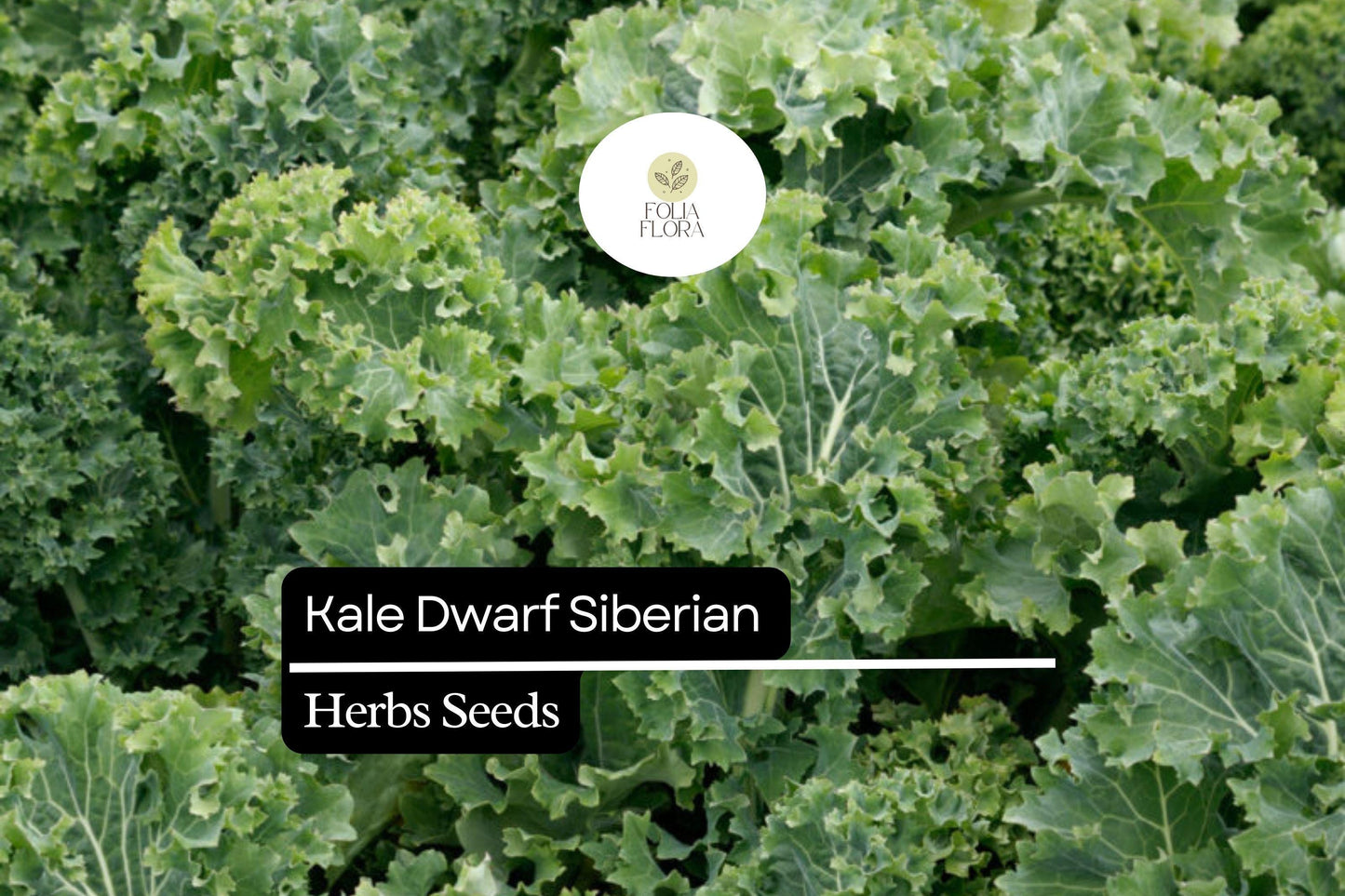 500 Dwarf Siberian Kale Seeds – Heirloom, Cold-Hardy, Sweet & Tender Leaves for Fall & Winter Gardens