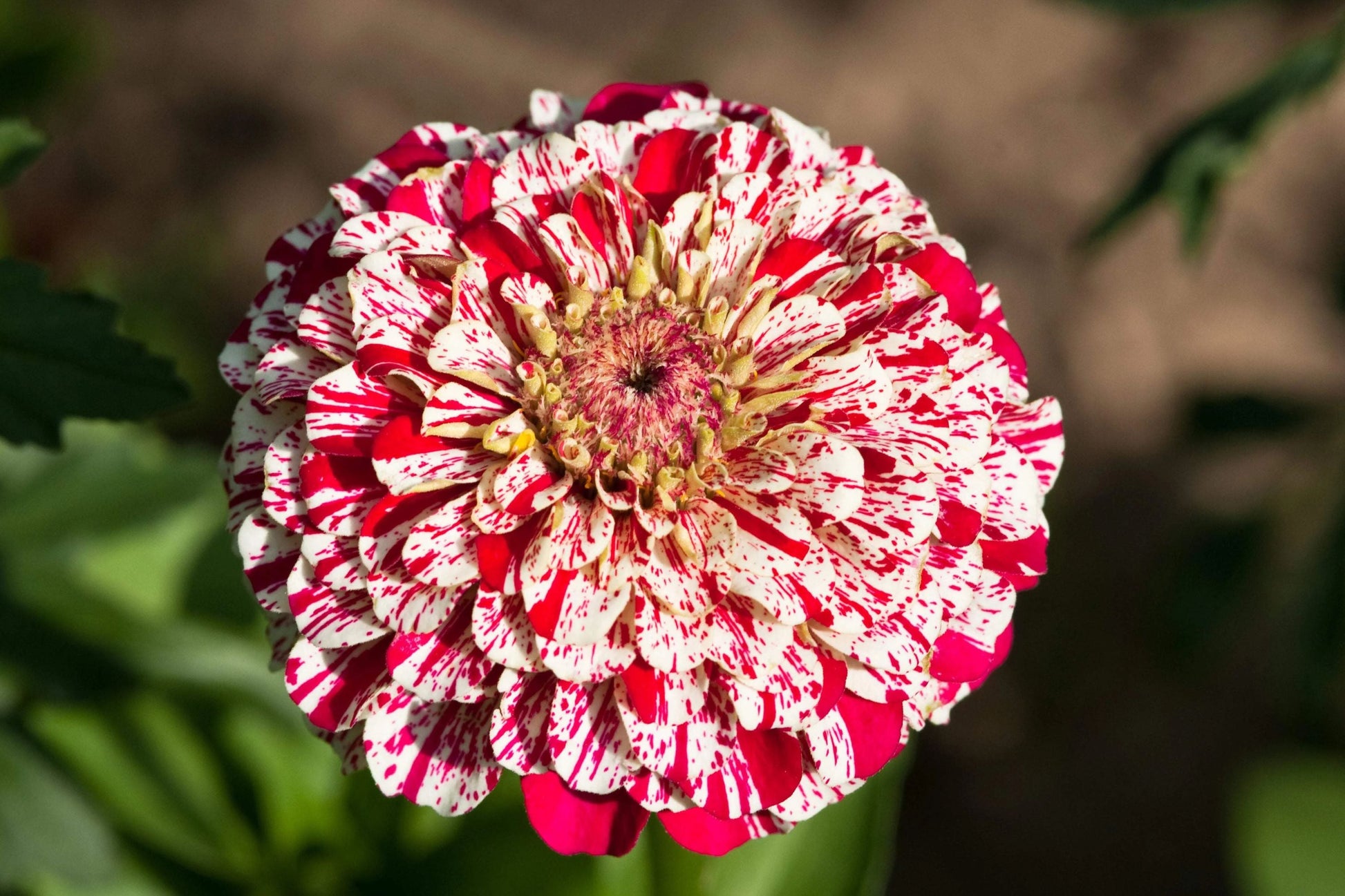 Bon Bon Mix Zinnia Seeds – 100+ Dwarf Pom-Pom Blooms, Vibrant Colorful Flowers, Pollinator & Container Garden, Zinnia elegans