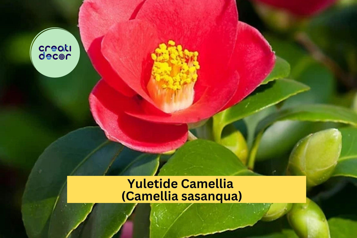 Red Yuletide Camellia Live Plant | 8–12" Evergreen Shrub with Red Blooms | Camellia sasanqua 'Yuletide' for Garden Landscape