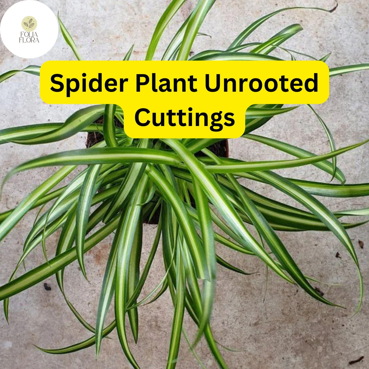 10 Unrooted Spider Plant Cuttings, Green & White Striped, Chlorophytum comosum, Easy Care Indoor Air Purifier