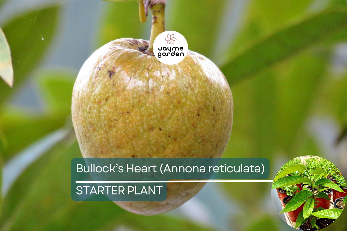 Bullock's Heart Tree Starter 12"-24" | Annona reticulata | Tropical Fruit Tree with Heart-Shaped Fruit & Sweet Flavor