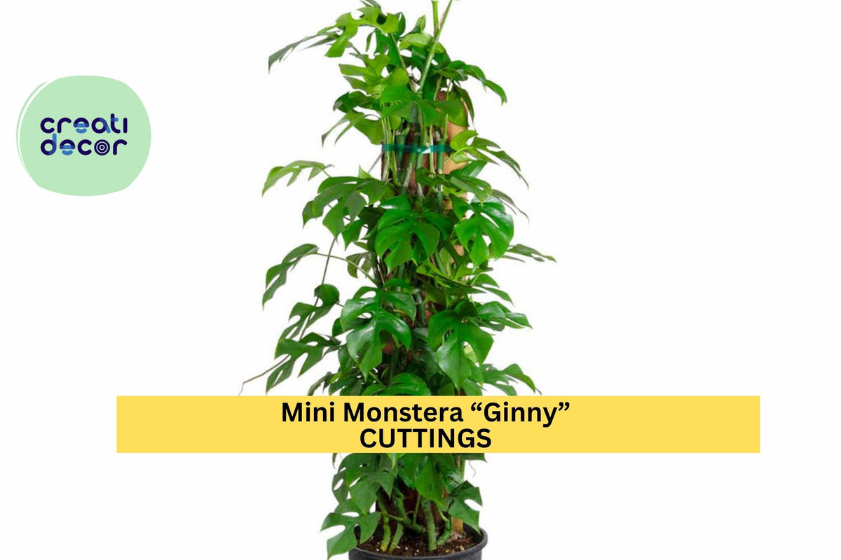 Mini Monstera Ginny Rooted Cutting – Rhaphidophora tetrasperma Tropical Indoor Vine Plant