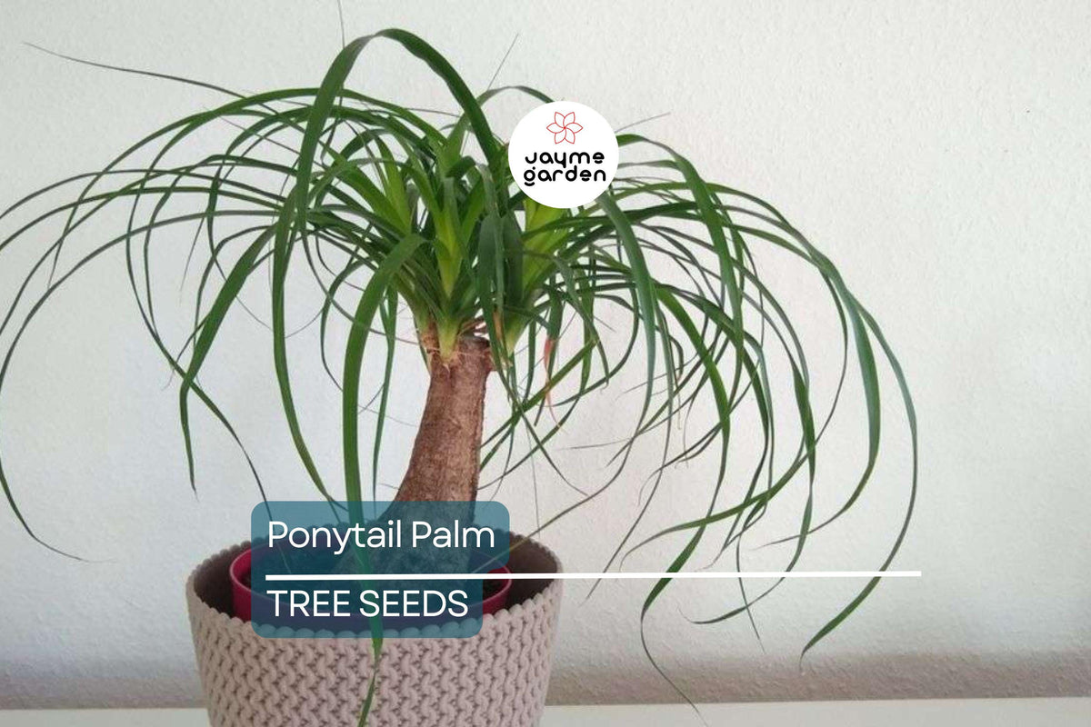 Ponytail Palm Seeds - 10 Beaucarnea recurvata - Rare Elephant Foot Tree - Indoor Houseplant - Low Maintenance - USDA Zones 9-11