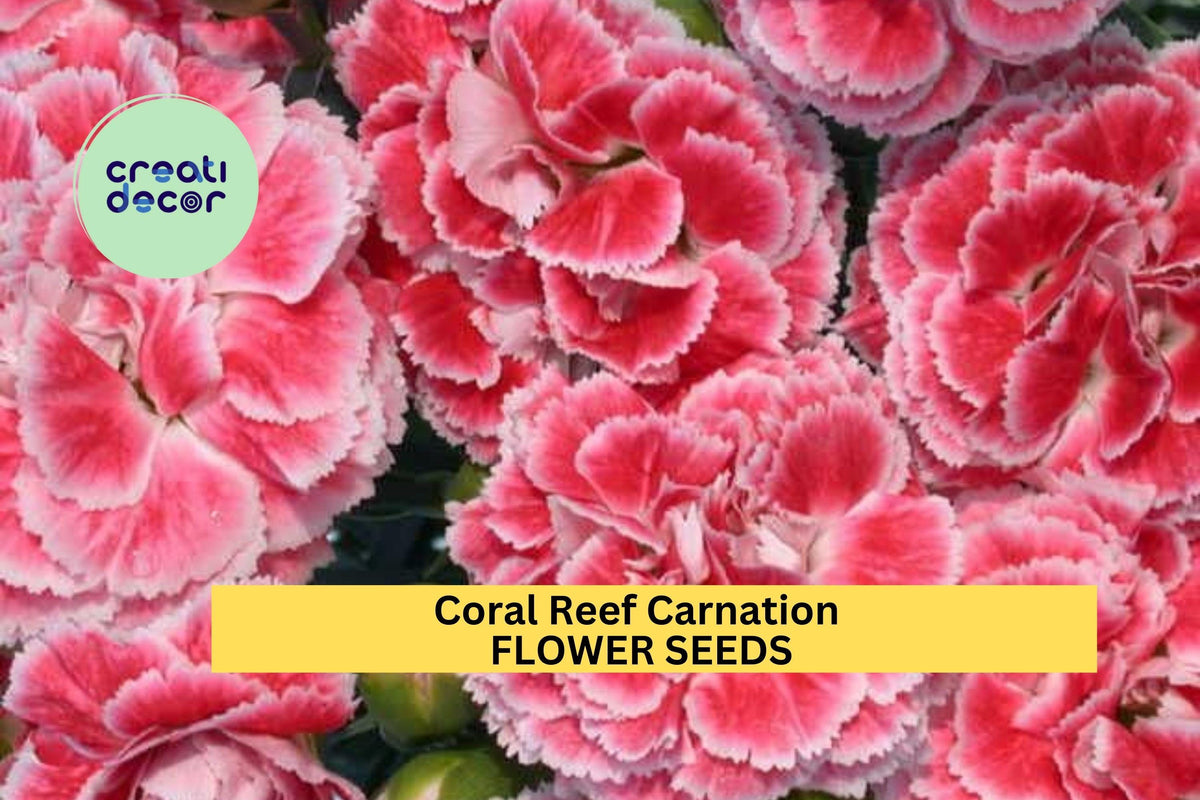 200+ Coral Reef Carnation Seeds - Coral-Pink Frilled Blooms - Dianthus caryophyllus - Annual Flower Seeds for Garden Planting
