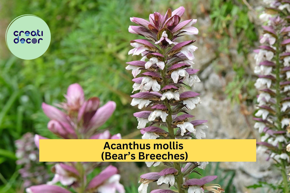 Live Root Acanthus Mollis Bear’s Breeches - Hardy Perennial Shrub with Purple & White Blooms for Garden Borders