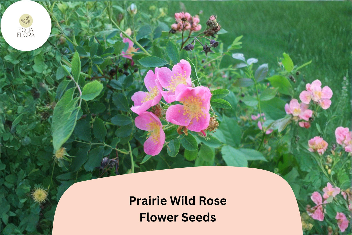 Prairie Wild Rose Seeds – 10 Rosa arkansana Perennial Shrubs for Native & Pollinator Gardens