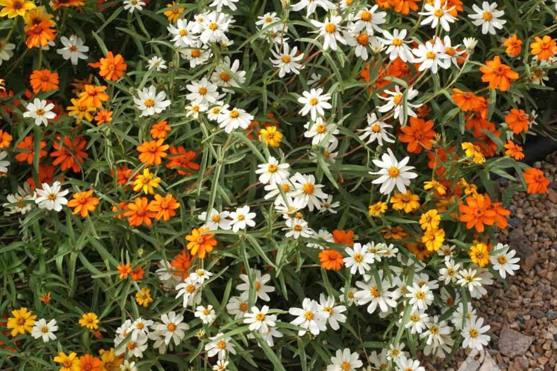 Linearis Mix Zinnia Seeds – 100+ Star-Shaped Blooms, Drought Tolerant, Pollinator & Cut Flower Garden, Zinnia linearis, Compact, USA-grown
