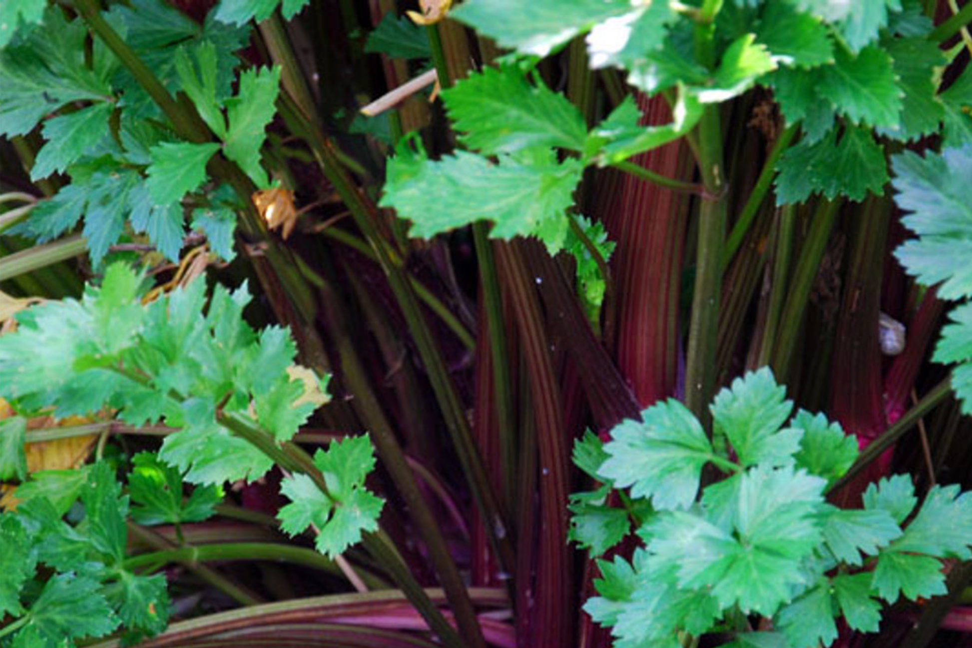 Redventure Celery Seeds - 150 Open-Pollinated Vegetable Seeds for Home Gardening - Apium graveolens