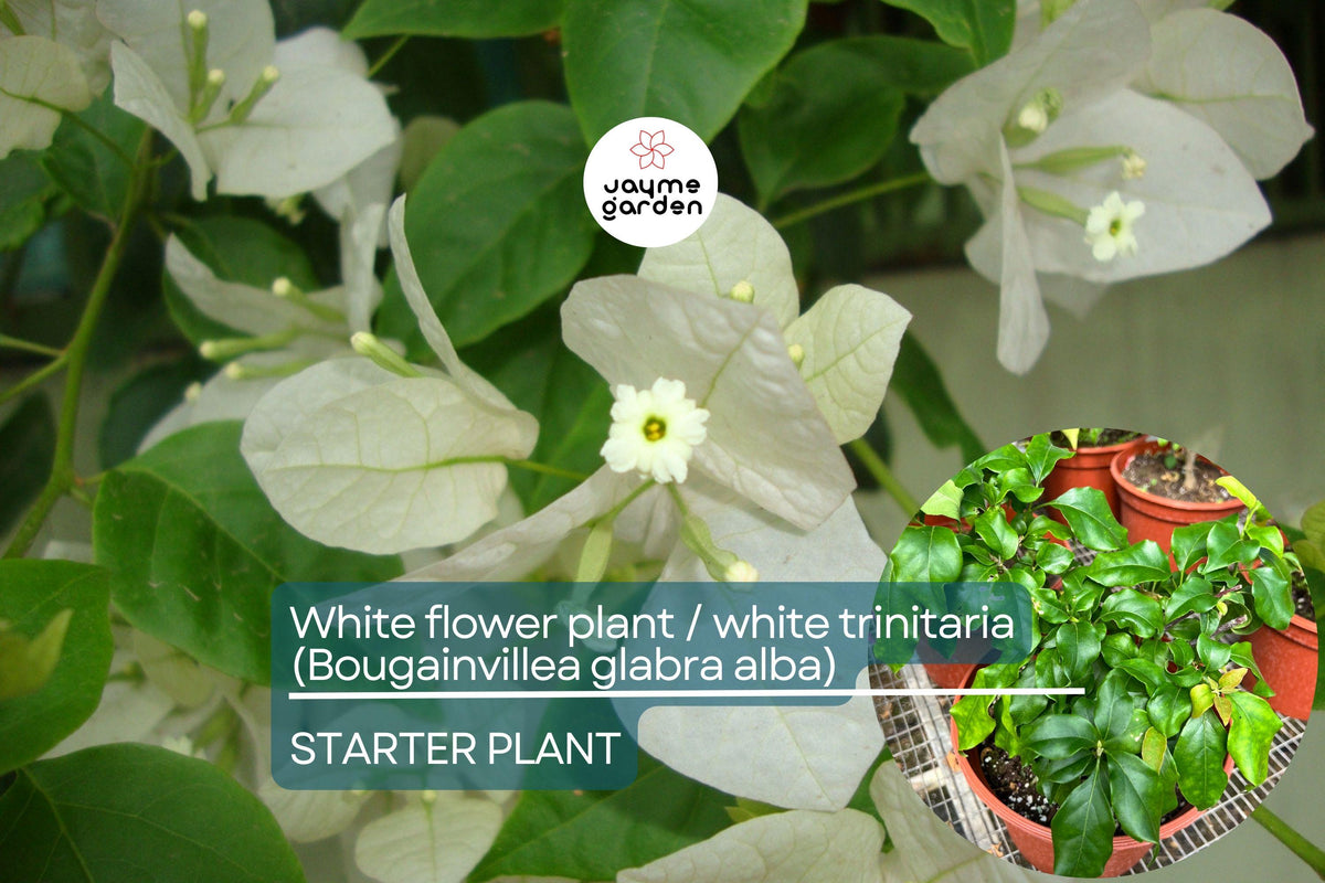 White Bougainvillea Live Plant 1'-2' | Tropical Climbing Vine | Bougainvillea glabra alba | Drought-Tolerant & Low Maintenance