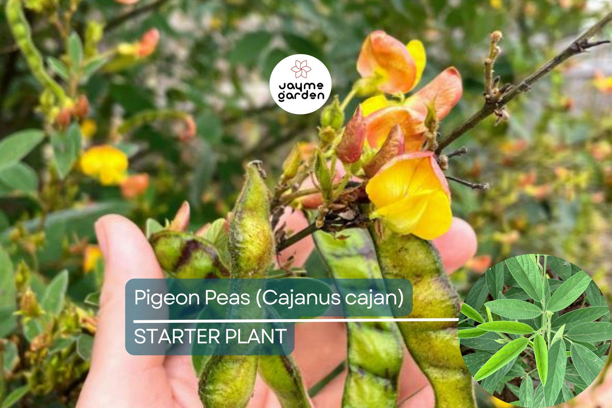 Pigeon Pea Starter Plant 12"-24" | Cajanus cajan | Tropical Nutritious Legume | Easy Care Edible Garden Plant