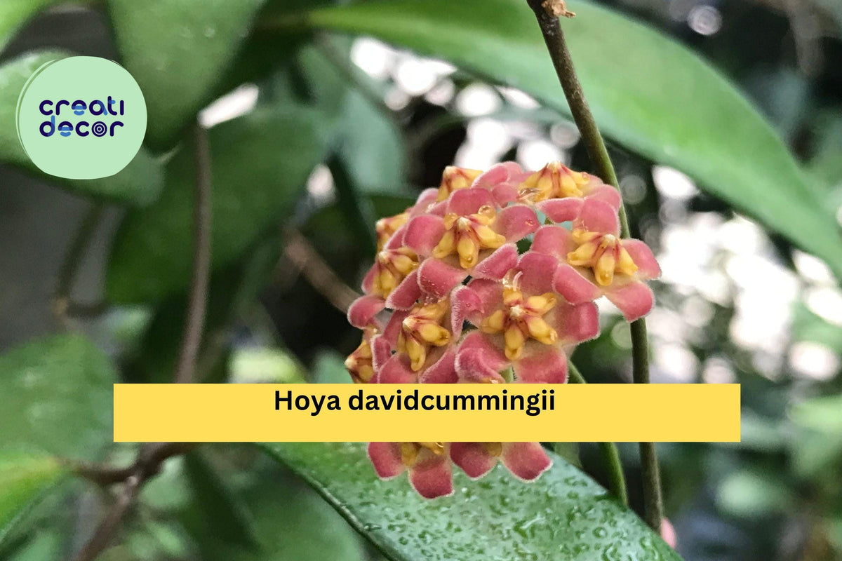 Hoya Davidcummingii Wax Plant - Live 3.5" Pot, Rare Tropical Vine with Pink Clusters, Easy Indoor Houseplant, Hoya
