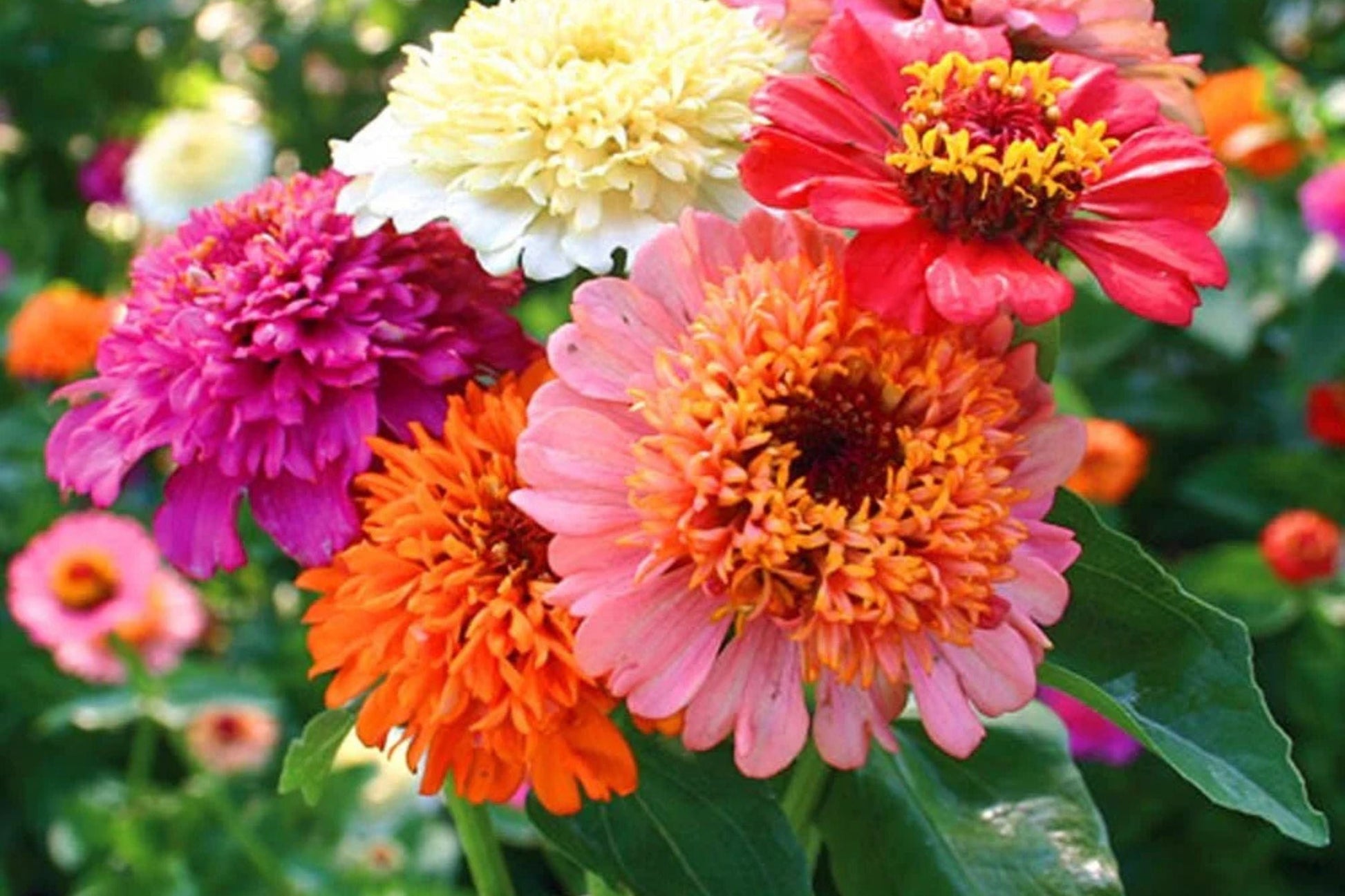 Scabiosa Flowered Zinnia Seeds – 100+ Double Petal, Cut Flower, Pollinator-Friendly, Zinnia elegans, Drought Tolerant, USA Seeds