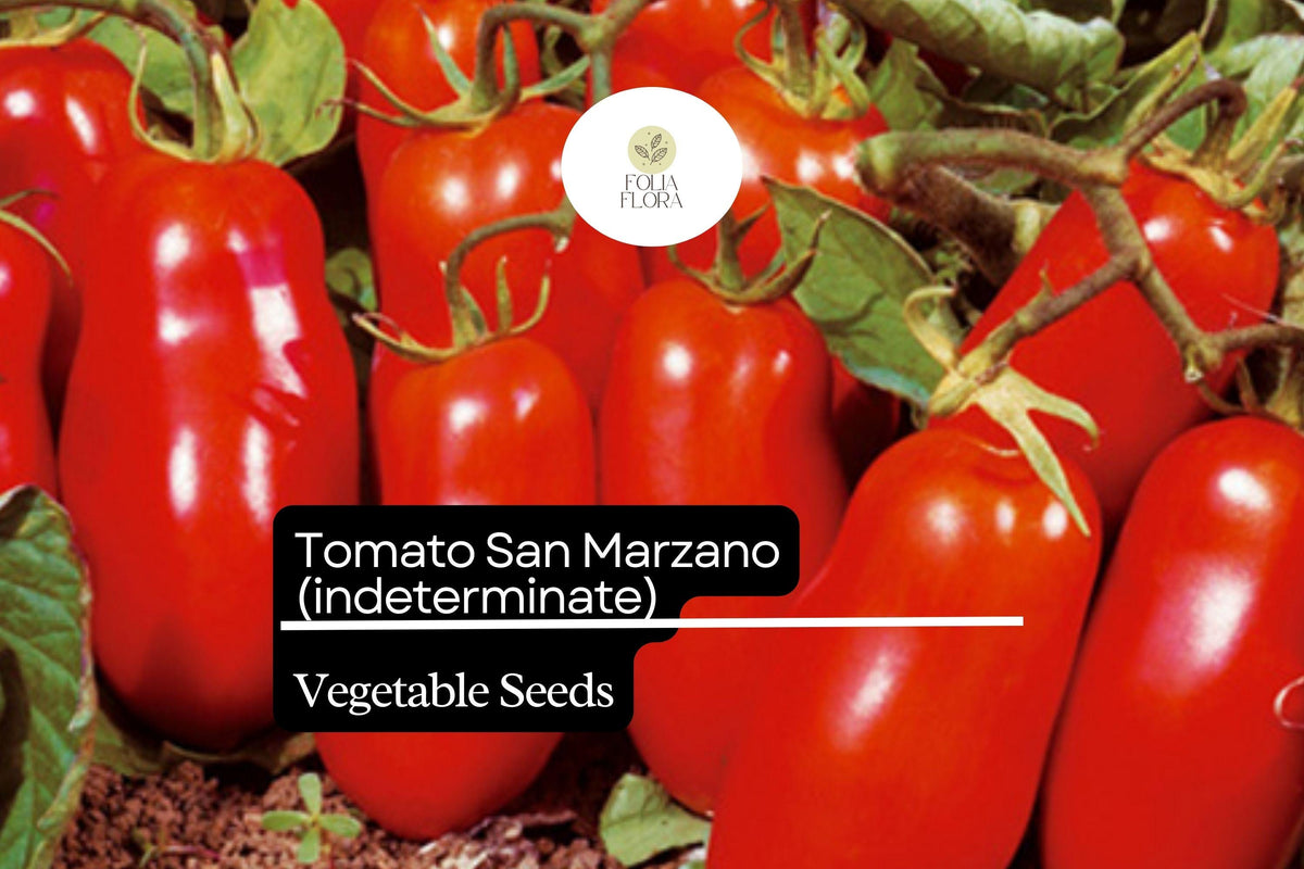 San Marzano Short Vine Tomato Seeds - 30 Count, Indeterminate Heirloom, Lycopersicon Esculentum, Low-Acidity, High-Yield
