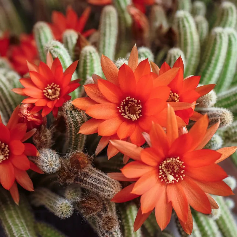 5 Echinopsis chamaecereus Cuttings – Peanut Cactus with Bright Orange-Red Blooms, Easy to Grow Succulent Starts