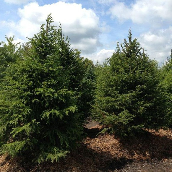 Norway Spruce Tree Seedling 6-12 Inches Bare Root Evergreen Conifer Picea abies for Landscaping