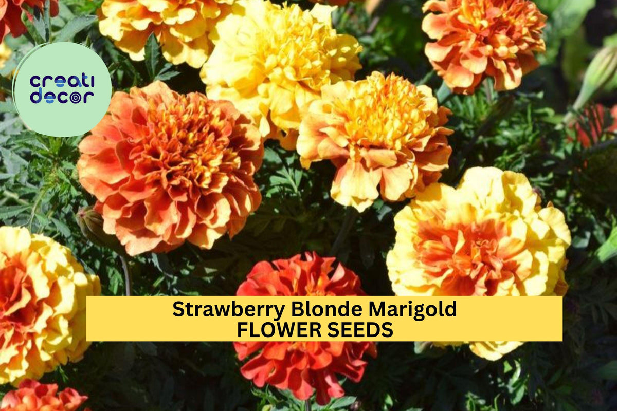 25+ Strawberry Blonde Marigold Seeds – Unique Pink-Orange Bicolor Blooms, Compact Annuals for Full Sun Gardens