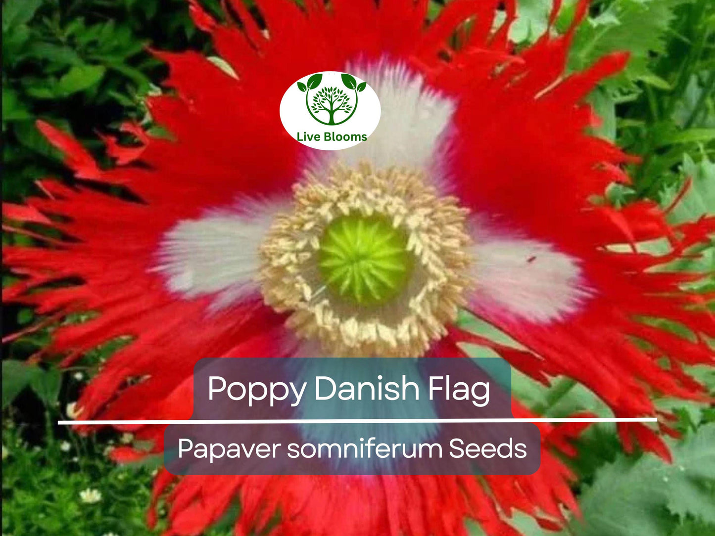 1000 Seeds Danish Flag Poppy - Large Red & White Blooms, Pollinator-Friendly, Non-GMO Garden Flowers