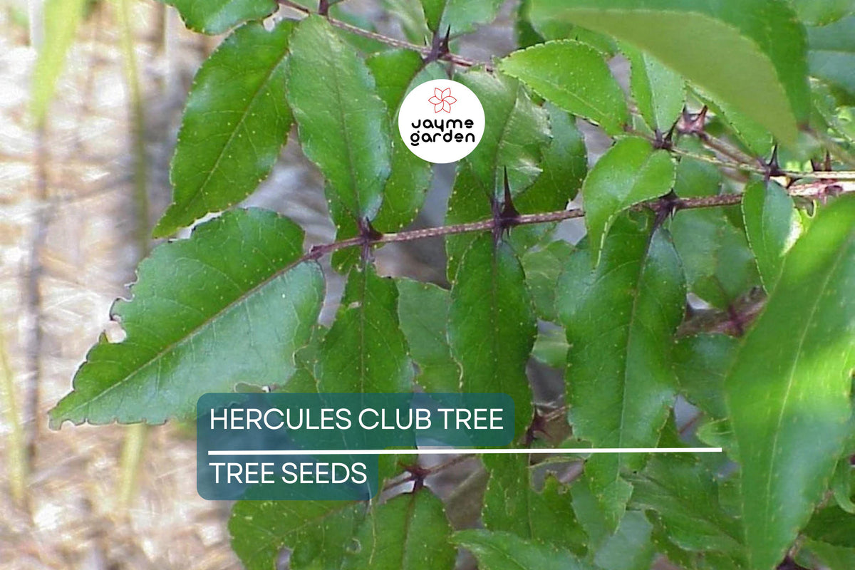 Hercules' Club Tree Seeds - 20 Rare Fast-Growing Zanthoxylum clava-herculis - Spiky Bark, Full Sun, USDA Zones 7-9