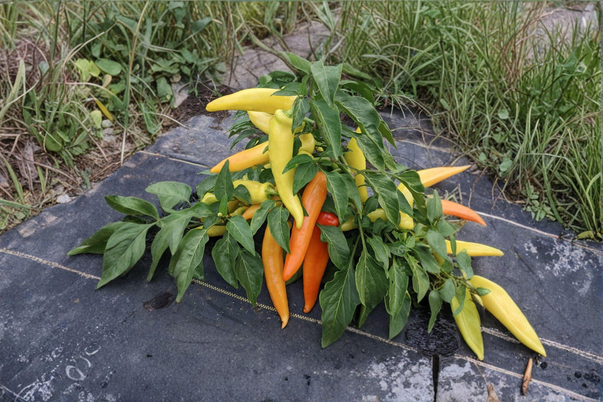 Hungarian Yellow Wax Hot Pepper Seeds - 30 Seeds, Bright Yellow Fruits, Mild-Medium Heat, Capsicum annuum