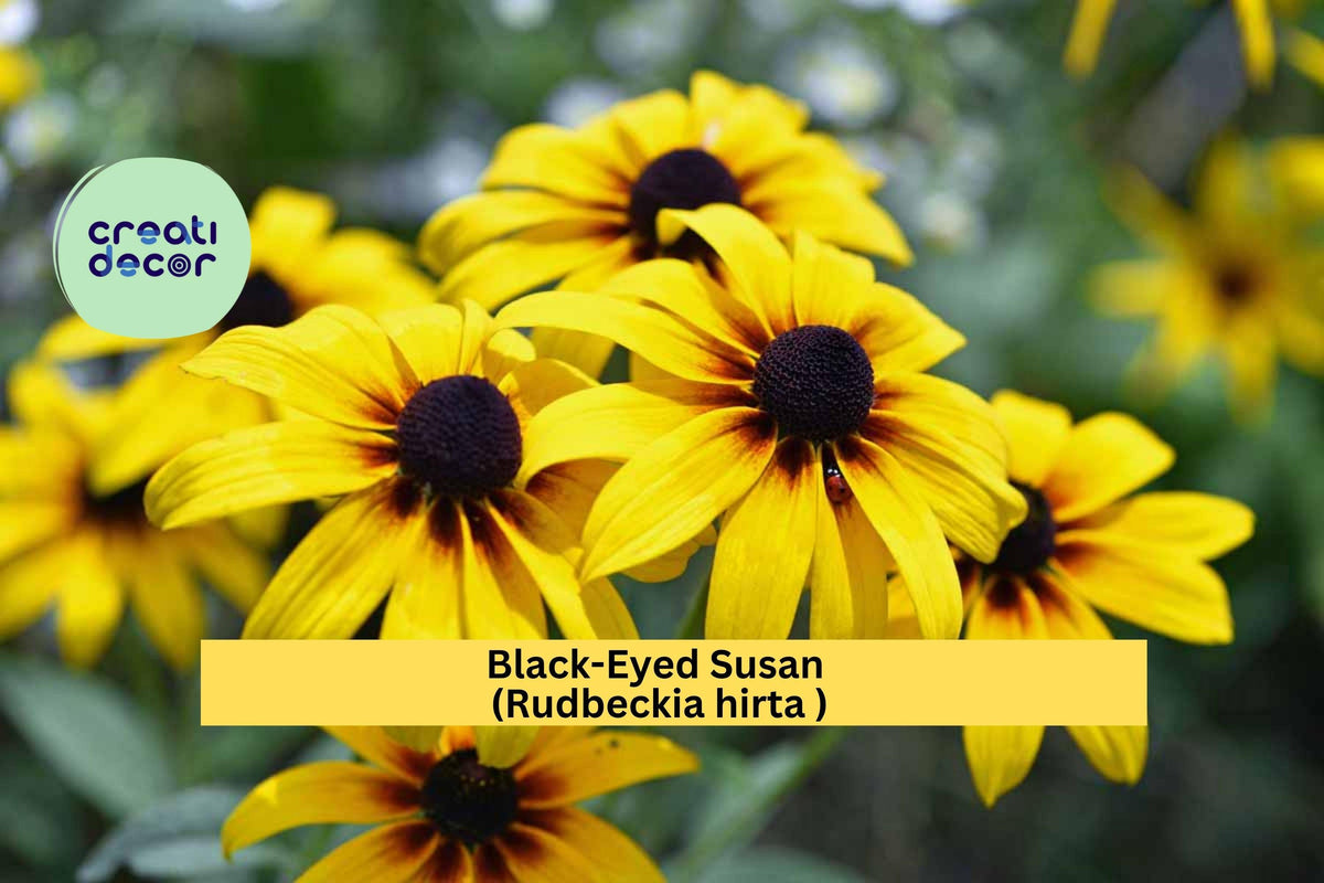 Large Black-Eyed Susan Plant – Rudbeckia hirta – Yellow Coneflower for Pollinator Gardens & Borders – Well-Rooted Perennial