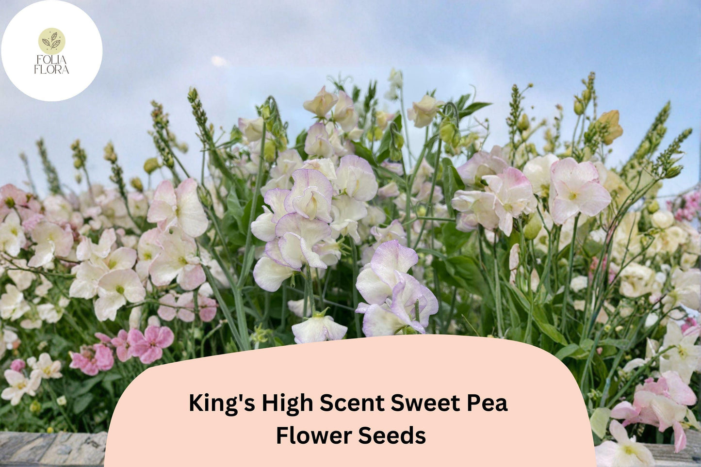 King’s High Scent Sweet Pea Seeds - Fragrant Climbing Annual Vine | 50+ Seeds
