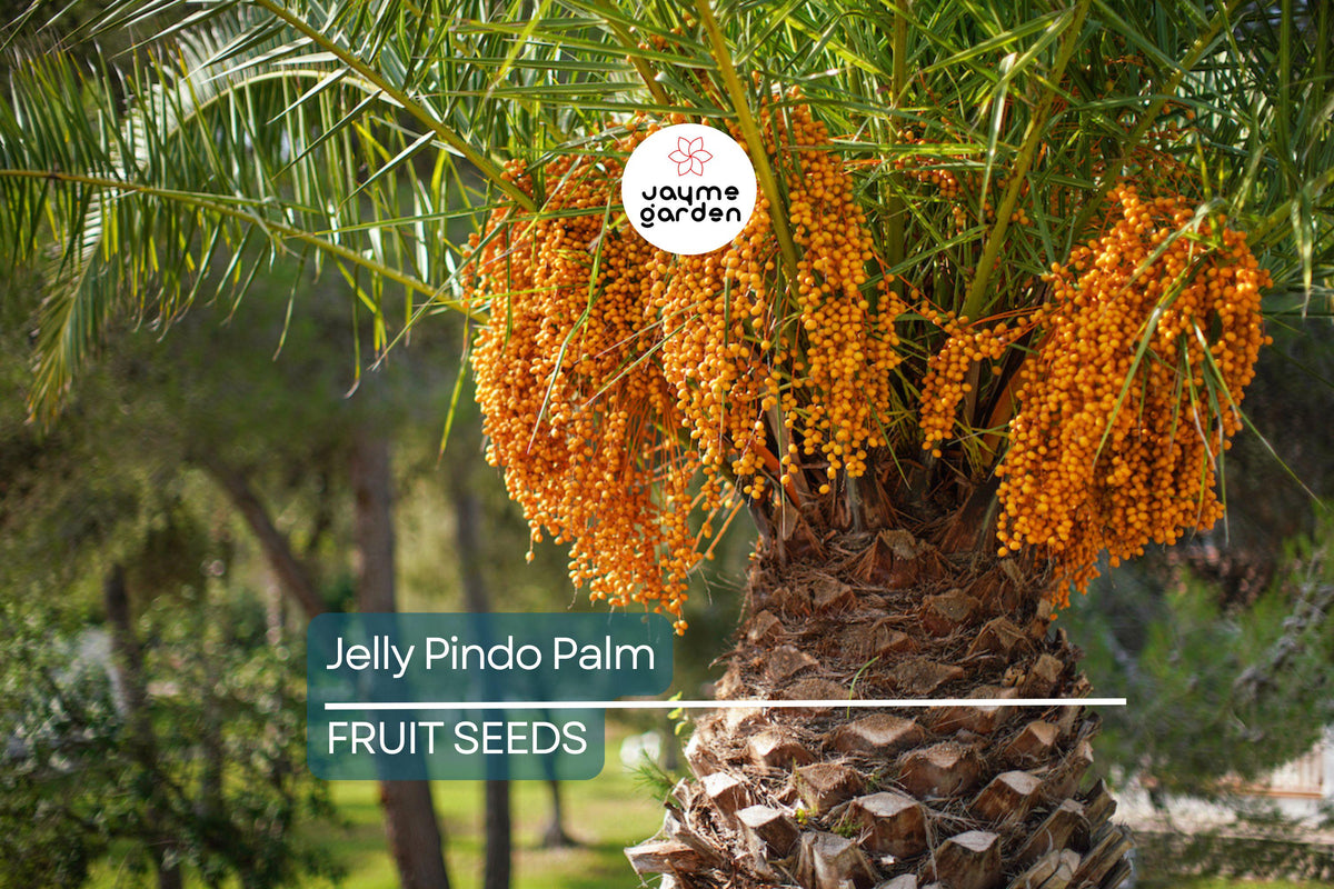 10 Jelly Pindo Palm Seeds - Cold Hardy Tropical Fruit - Butia capitata - Edible Jelly Palm for Landscaping & Container Growing