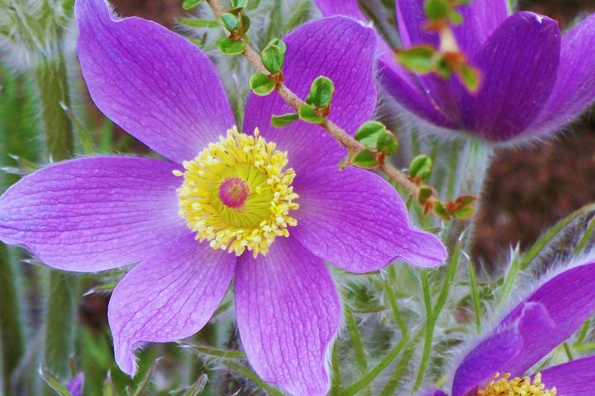Pasque Flower Seeds 35 Count White Anemone Pulsatilla Vulgaris Perennial Spring Bloom Drought Tolerant