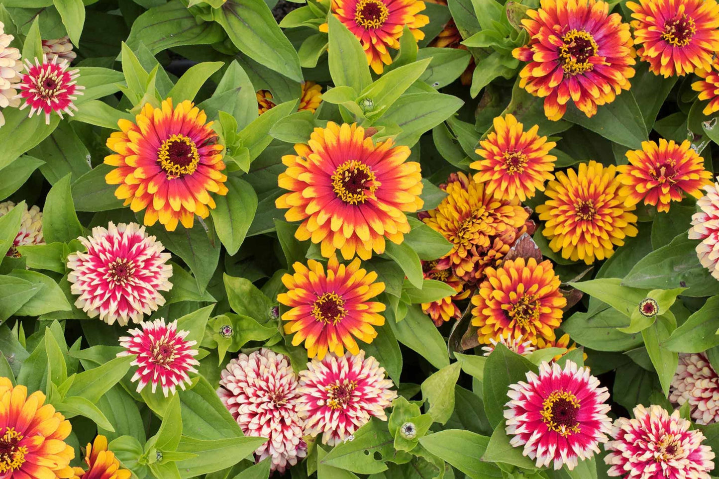 Swizzle Mix Zinnia Seeds - 100+ Bi-Color Flowers for Cutting & Pollinator Gardens, Zinnia elegans, 3-4" Bloom, 18-24" Stems
