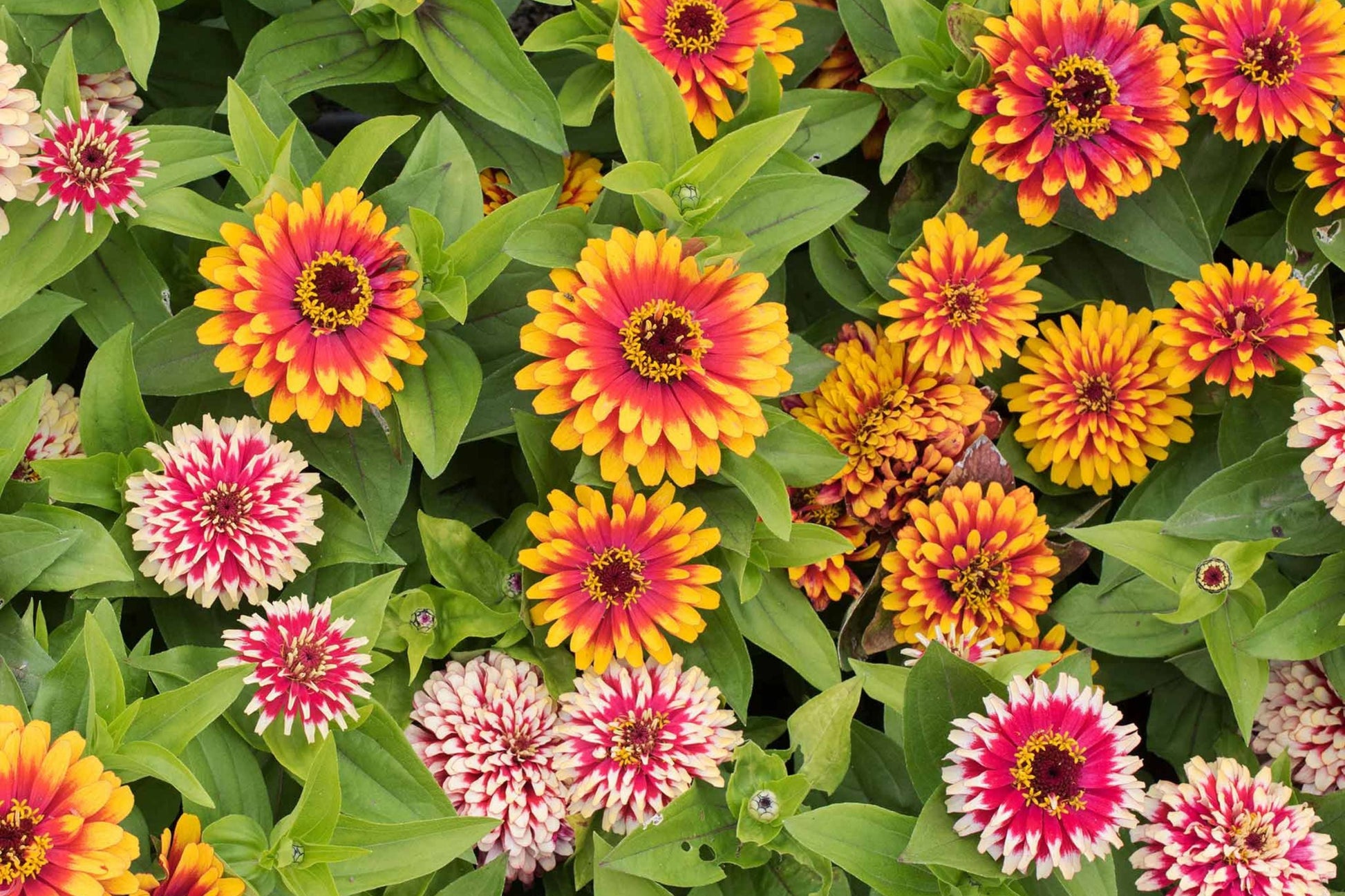 Swizzle Mix Zinnia Seeds - 100+ Bi-Color Flowers for Cutting & Pollinator Gardens, Zinnia elegans, 3-4" Bloom, 18-24" Stems