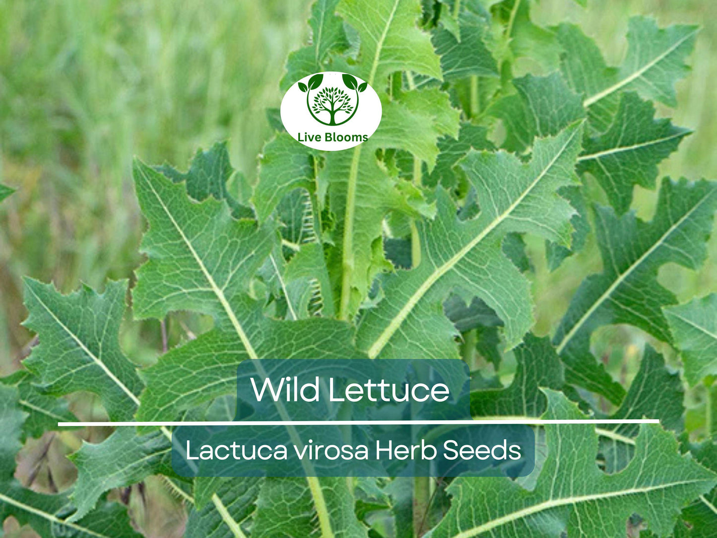 25 Organic Wild Lettuce Seeds (Lactuca Virosa) for Easy Home Growing