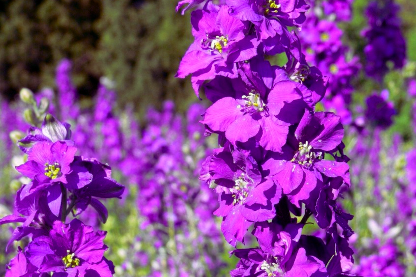 Verbascum Seeds Mix Colors – 300 PCS Perennial Flower Seeds for Garden, Purple Mullein, Verbascum Phoenicium